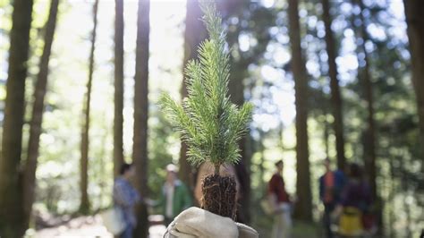 Stop building a spaceship to Mars and just plant some damn trees | Grist