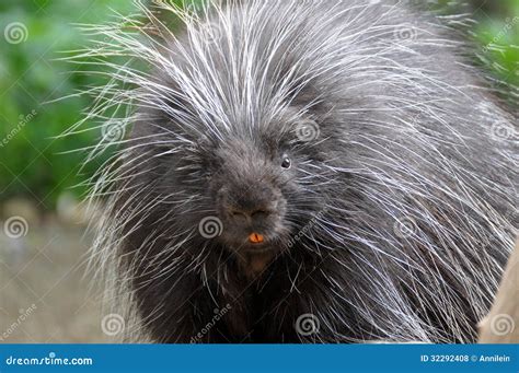 Porcupine With Teeth Showing In Portrait Shot Stock Photo ...