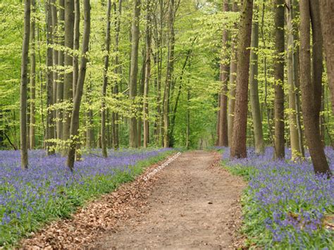 BLUEBELLS AT HALLERBOS - S Marks The Spots