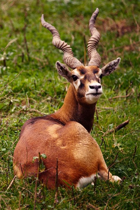 Free Images : animal, male, wildlife, wild, horn, brown, mammal, fauna, antelope, gazelle ...