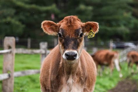 Jersey Cows: Breed Profile, Facts and Photos