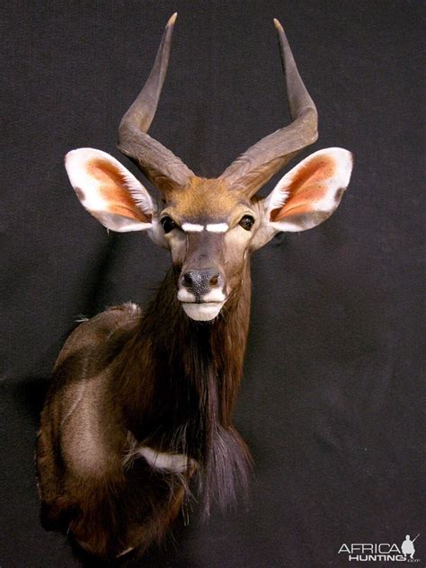 Nyala Shoulder Mount Taxidermy | AfricaHunting.com