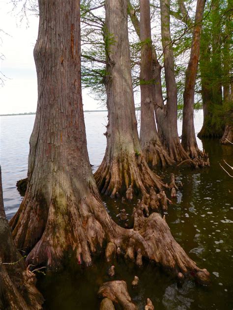 Reelfoot Lake Fishing Guide Prices - Guides Online