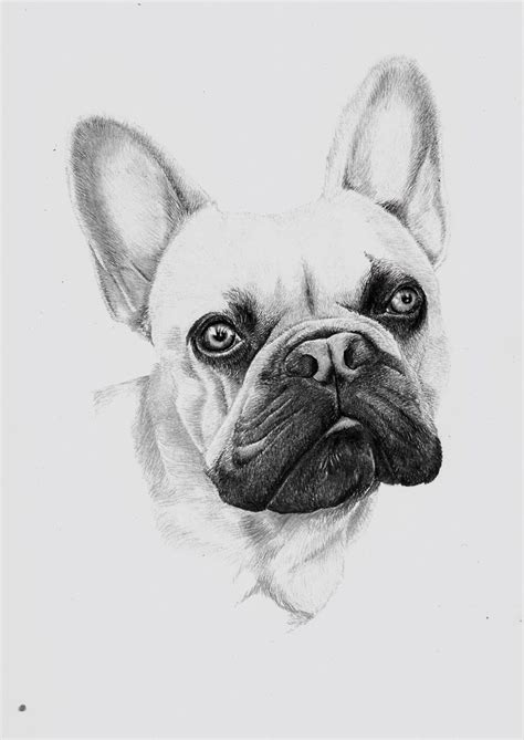 Pin by Marjolein Schol on Honden | French bulldog, Pet portraits, Bulldog