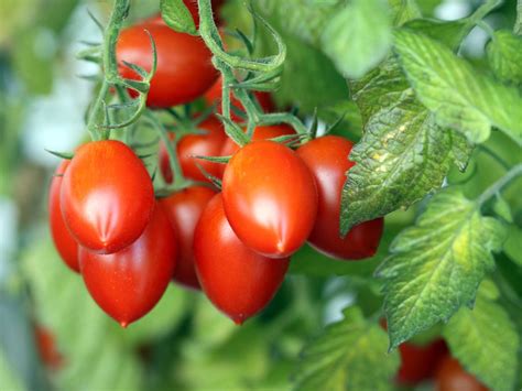 Tips For Growing Roma Tomatoes - Gardening Know How