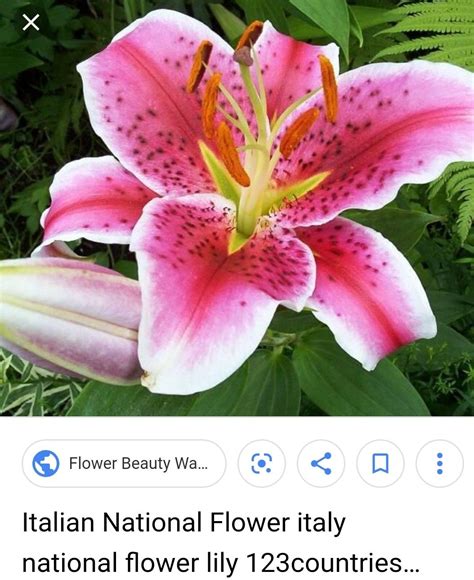 Italy's National Flower - Pink & White Lily