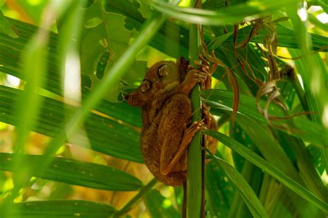 #1 BEST PLACE TO VISIT VULNERABLE TARSIERS IN BOHOL, PHILIPPINES - THE ...