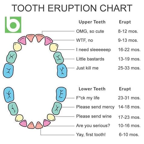 Tooth eruption chart | Teething chart, Teeth eruption chart, Baby tooth chart