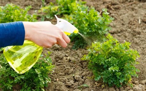 How to Grow Parsley: A Complete Guide - Gro Organic