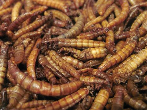 Edible Roasted Mealworms, Farmed in Australia – Edible Bug Shop