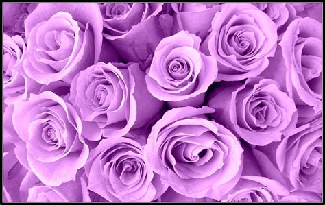 1920x1080px, 1080P free download | Lavender Roses, nature, roses, pink, mauve, HD wallpaper | Peakpx