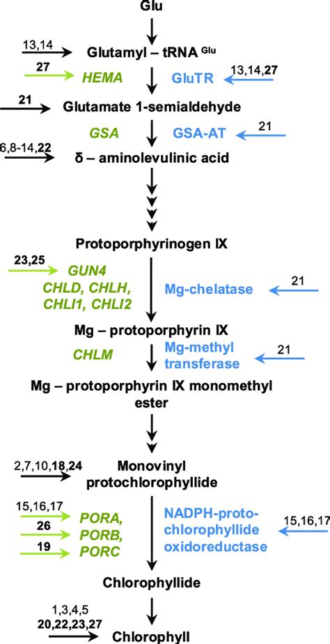 Role of cytokinin in the chlorophyll biosynthesis pathway. A simplified ...