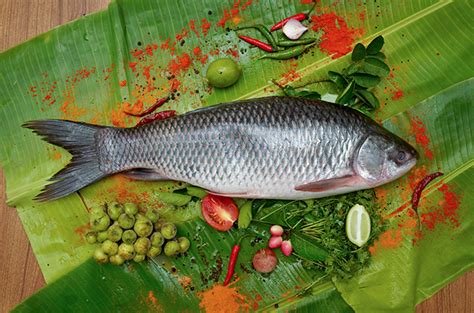 Rui Fish – Satej Bangla