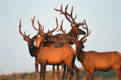 Counterintuitive: Large wild herbivores may help slow climate change