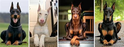 Whats The Difference Between A Doberman And A Doberman Pinscher