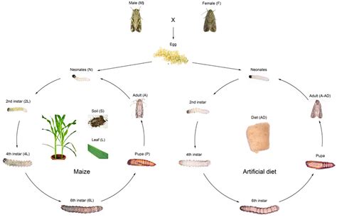 The dynamics of the microbial community in fall armyworm Spodoptera frugiperda during a life ...