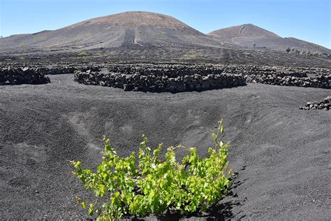 Vineyards in the mineral-rich volcanic soil region: Lanzarote