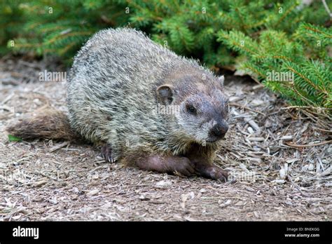 Groundhog burrow usa hi-res stock photography and images - Alamy