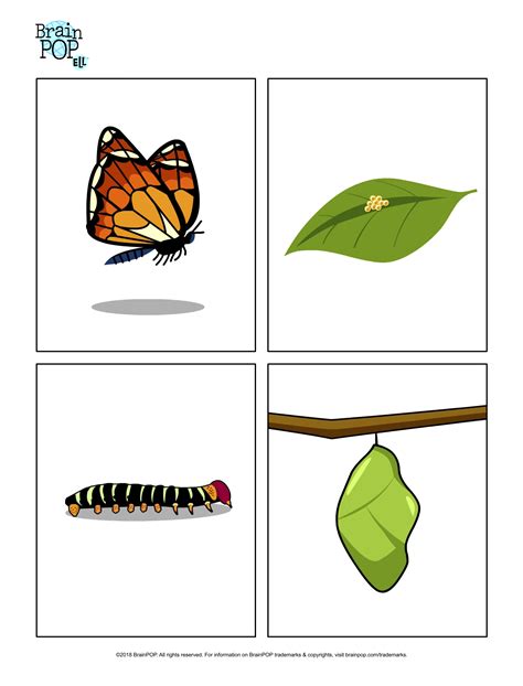 Butterfly Life Cycle Printable Craft