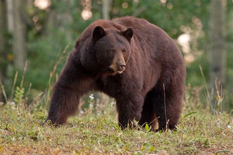 Fast Black Bear Facts | Colorado Country Life Magazine