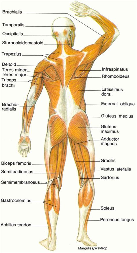 Muscular System Labeled | Diagram Picture | Muscular system anatomy ...