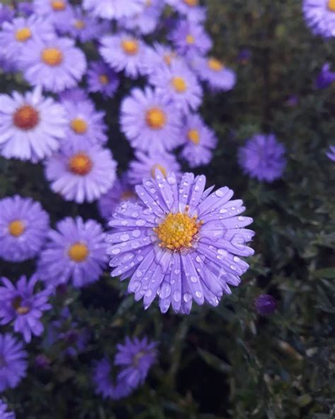 Aster flower meaning • Discover the true meanings of this beautiful flower