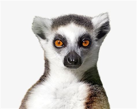 Ring-tailed lemur, isolated wild animal | Free Photo - rawpixel