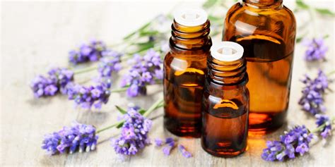 Lavender Scent Soothes Anxiety as Well as Valium in Mouse Study