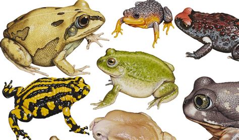 Help these endangered frogs top the ARIA Charts - Australian Geographic