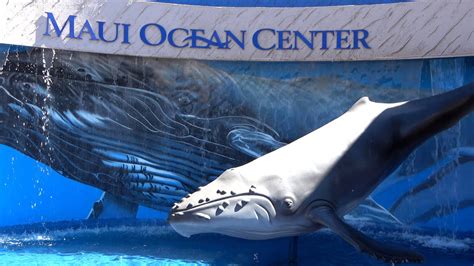 Maui Ocean Center (The Aquarium Of Hawaii) Tour & Review with The Legend - YouTube