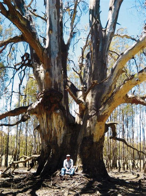 River red gum - more than just a tree