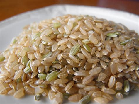 How To Grow Rice At Home – Eco Snippets