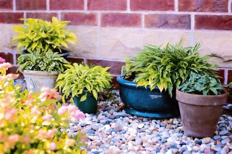 Free photo: Plants In Pots, Summer, Green - Free Image on Pixabay - 818718