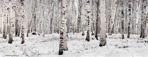 Snowy birches Snowy, Birches, Photography, Trees, Outdoor, Outdoors, Photograph, Fotografie ...