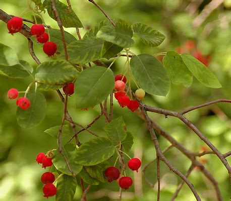 Allegheny Serviceberry - Rock Bridges Trees