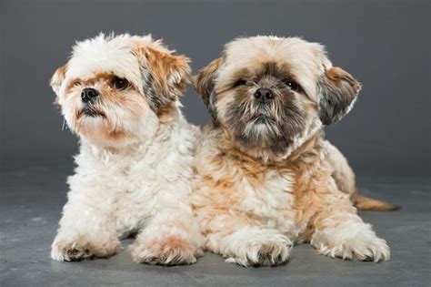 The Shih Tzu Cockapoo: An Expert Guide to the Adorable Hybrid Breed