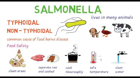 Salmonella Types