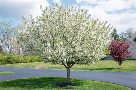 White Crabapple Tree in Full Bloom in Springtime Stock Image - Image of ...