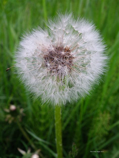 Dandelion Seeds Free Stock Photo - Public Domain Pictures