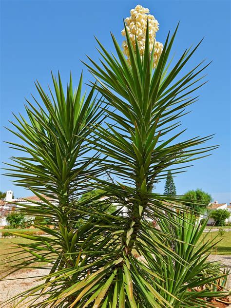 Pruning Yucca Plants - How To Prune A Yucca