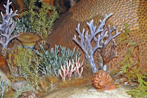 Diorama of a Devonian seafloor - gastropod, corals, algae | Flickr