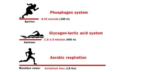 Energy systems of the body as related to football | Sports 24 Ghana