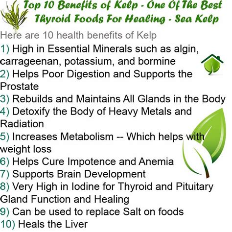 Kelp Iodine Benefits