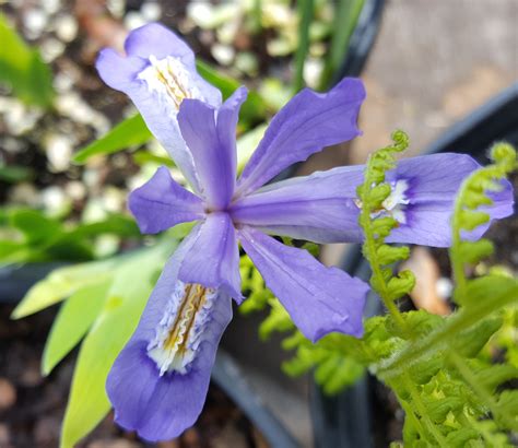 Iris cristata (dwarf-crested iris)