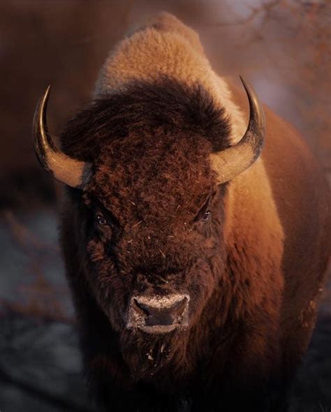 a bison with large horns standing in the snow