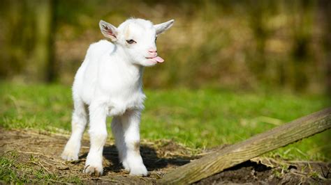 Baby Goats Jump All Over The Place. This Footage Of Them Is Something ...