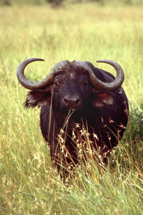 A man's pet buffalo was his best man