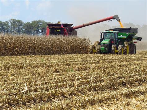 Rainy weather slows state’s corn harvest | Mississippi State University Extension Service