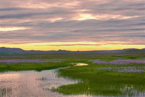 Camas Prairie Photograph by Lisa Haney - Fine Art America