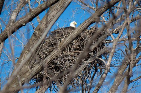 Nesting Eagle | Bald eagle, Eagle nest, Eagle